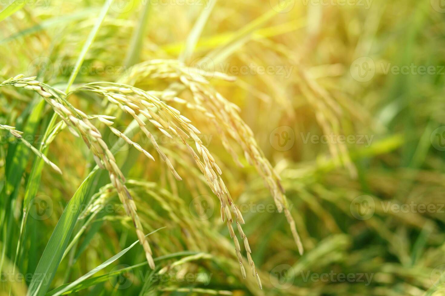 green rice field background close up beautiful yellow rice fields soft focus photo
