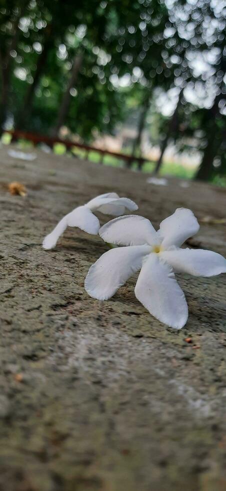 hermosa blanco flor en el Mañana. foto