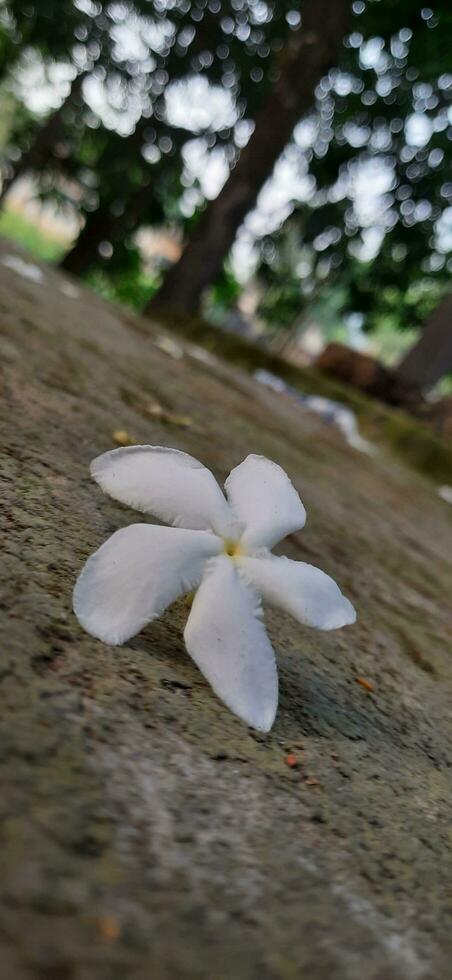 most beautiful white flower in the morning. photo