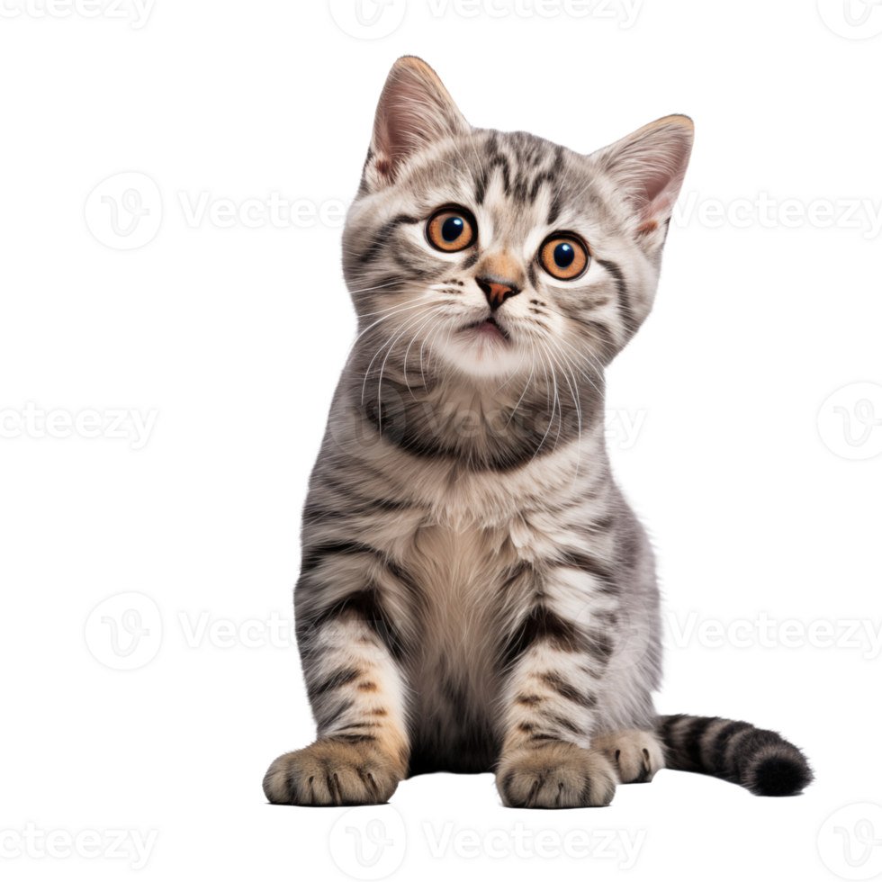 Cute playful and adroable cat transparent background AI Generative png