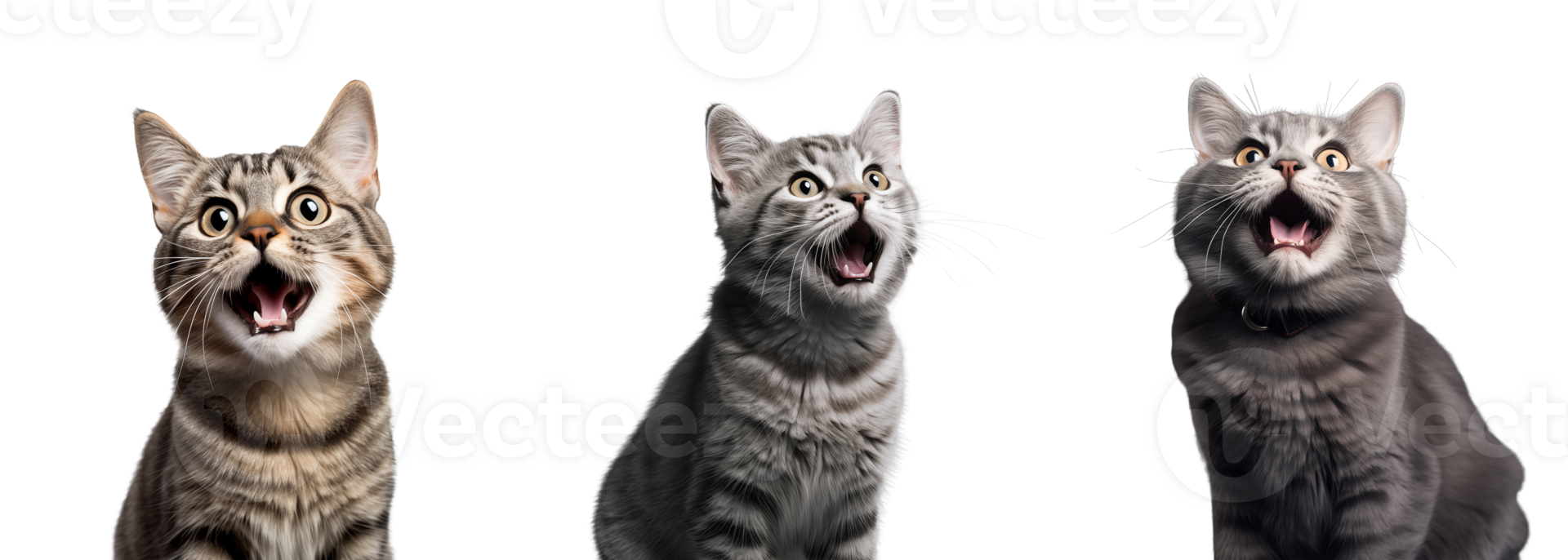 Cute playful and adroable cat transparent background AI Generative png