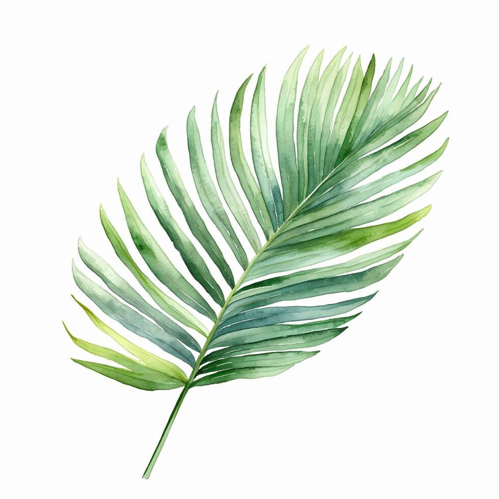 Watercolor tropical leaf. Vector leaf. Exotic foliage, wild floral.