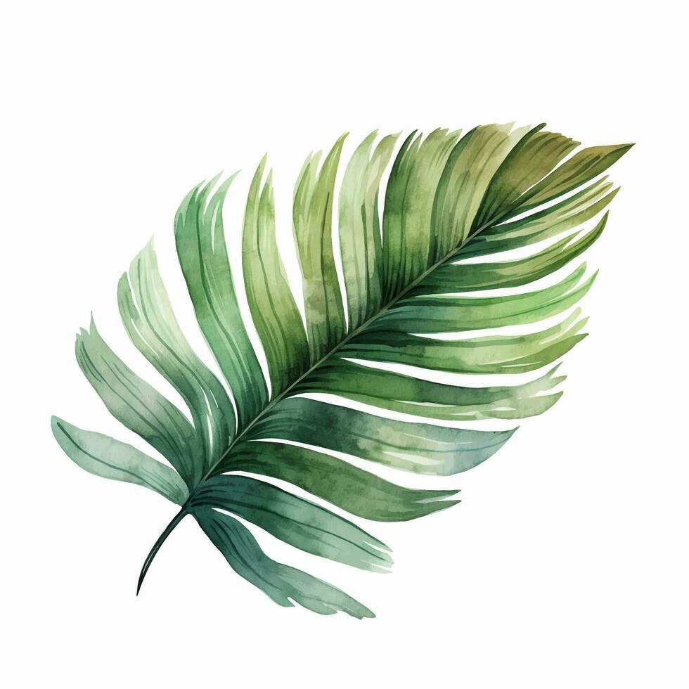 Watercolor tropical leaf. Vector leaf. Exotic foliage, wild floral.
