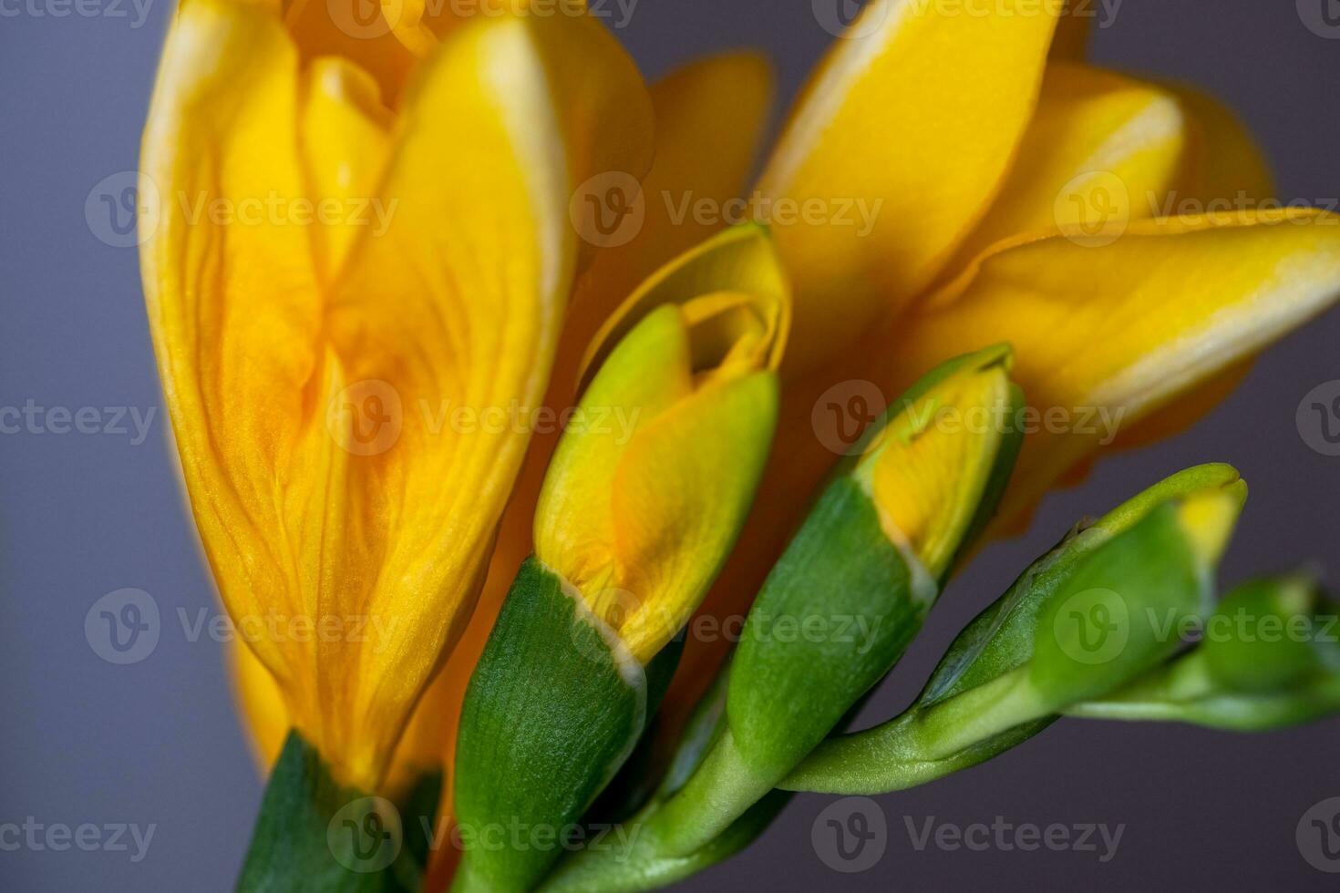 Close up of playful yellow freesias. A gray surface is blurred in the background photo