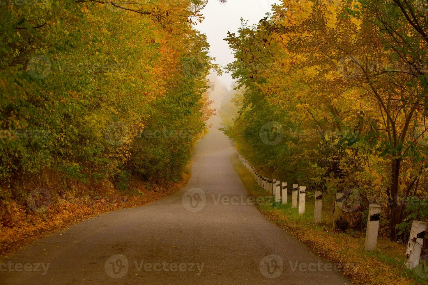 Autumnal road in the forest with yellowed trees and fog photo