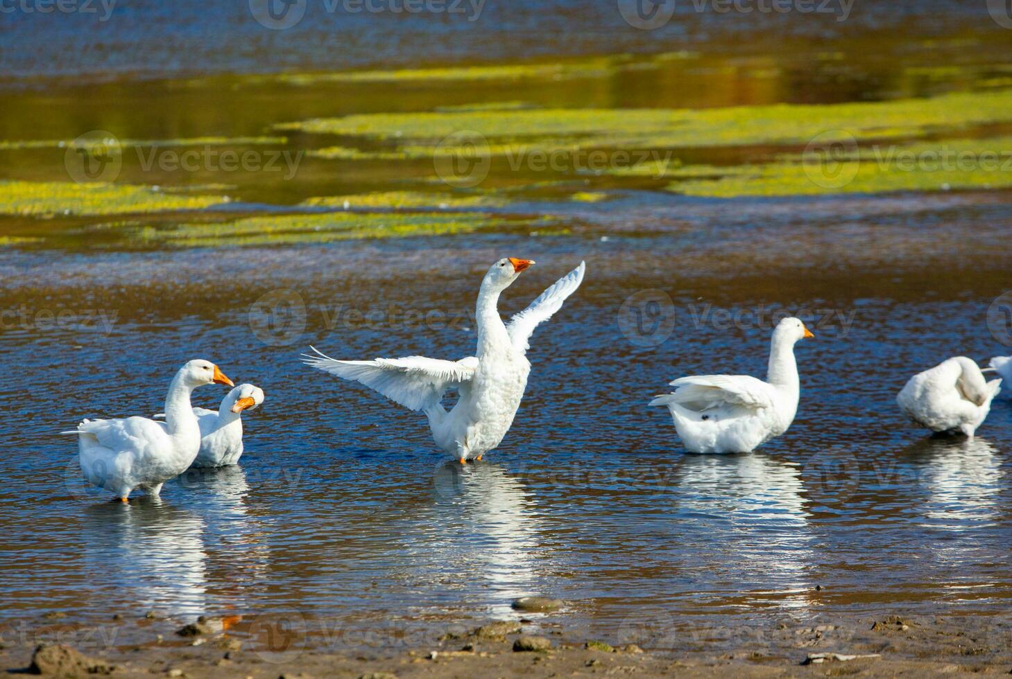 Group of white geese on the meadow in autumn day. photo