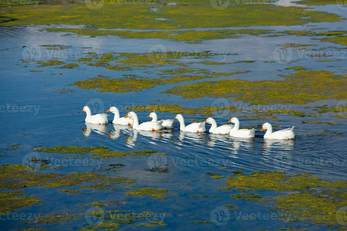 Group of white geese on the meadow in autumn day. photo
