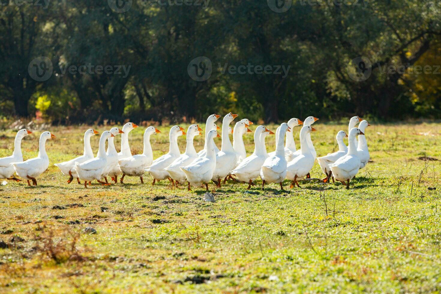 Group of white geese on the meadow in autumn day. photo