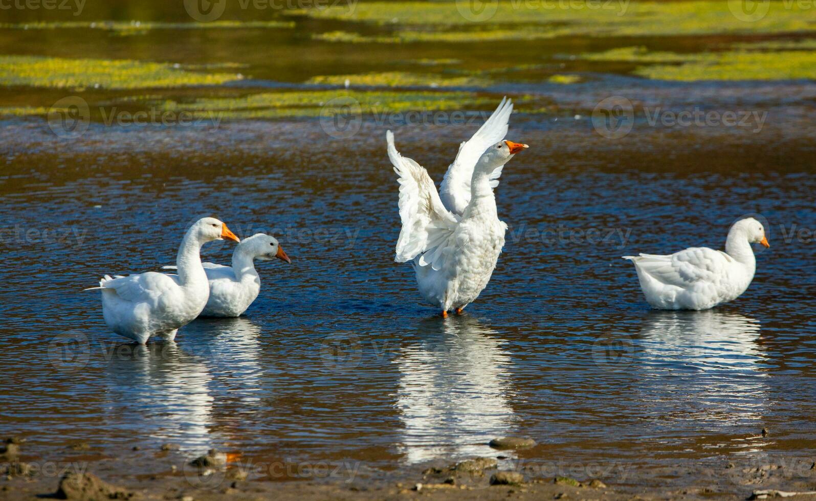 Group of white geese on the meadow in autumn day. photo