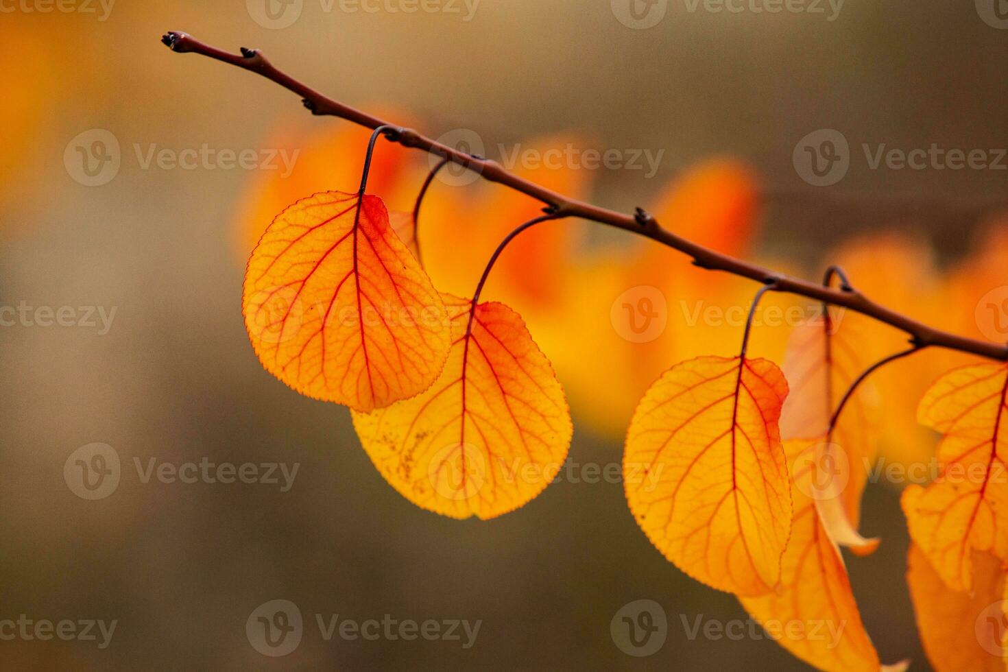 Photo with colorful autumn leaves. Background with magical autumn.