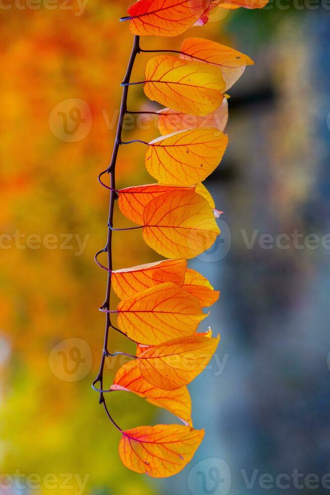 Photo with colorful autumn leaves. Background with magical autumn.