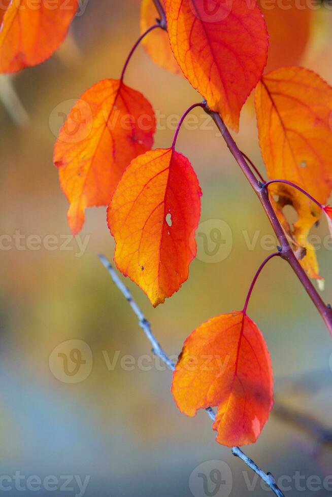 Photo with colorful autumn leaves. Background with magical autumn.
