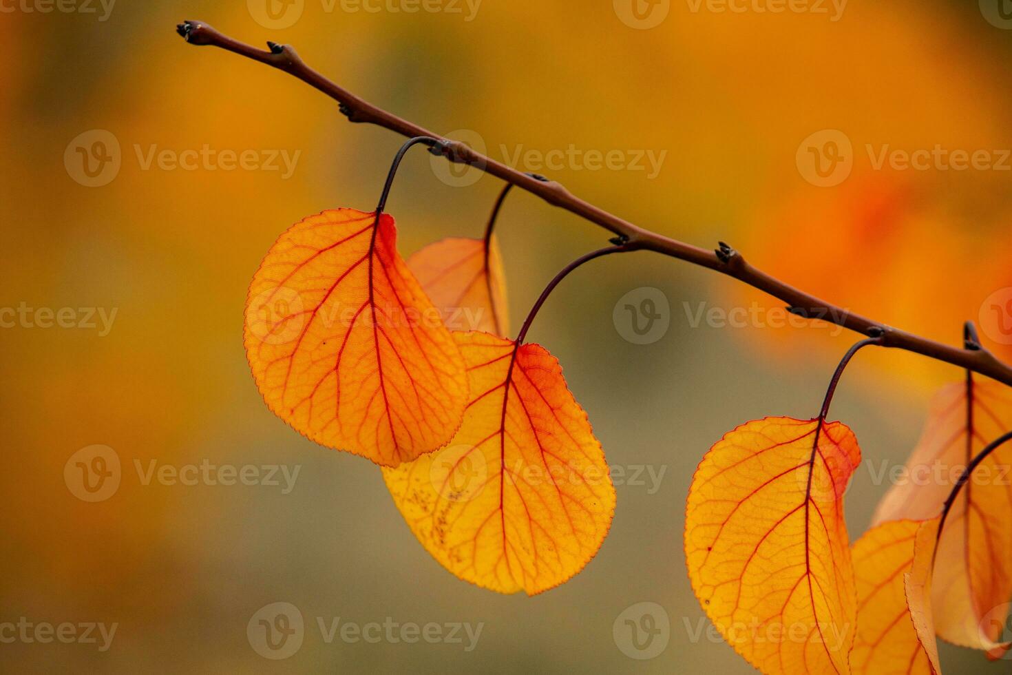 Photo with colorful autumn leaves. Background with magical autumn.