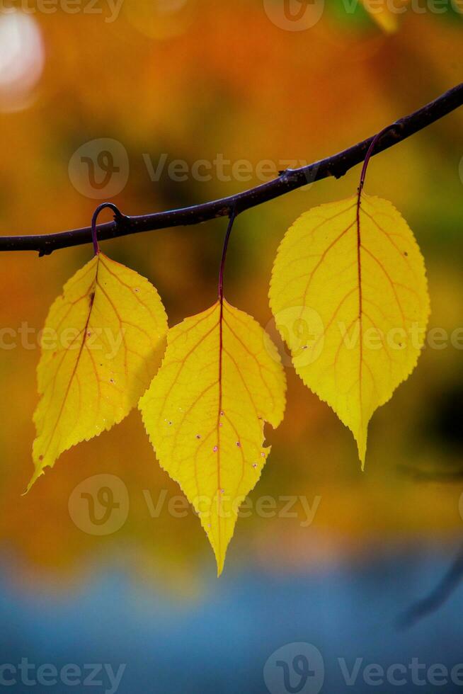 Photo with colorful autumn leaves. Background with magical autumn.