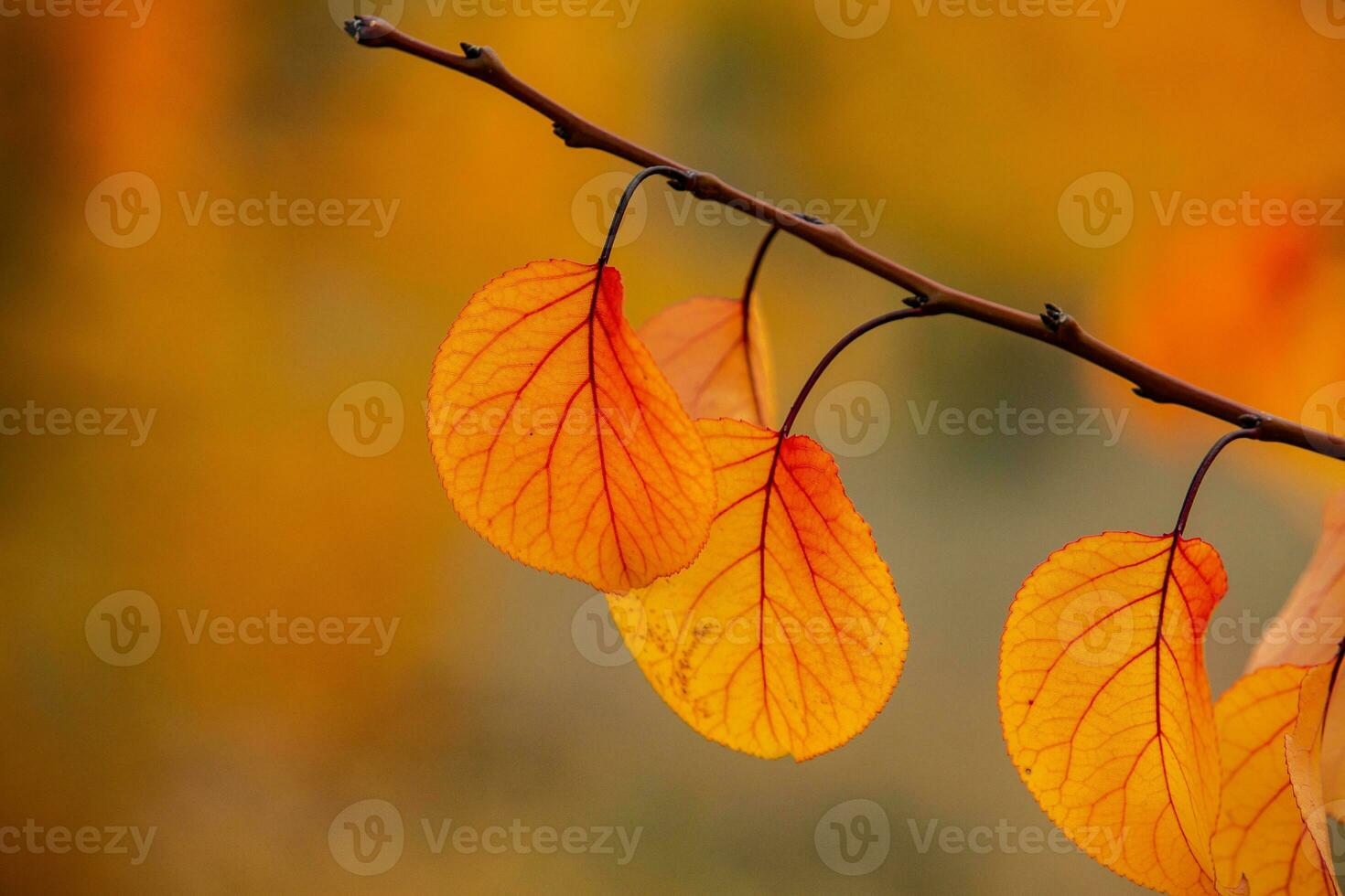 Photo with colorful autumn leaves. Background with magical autumn.