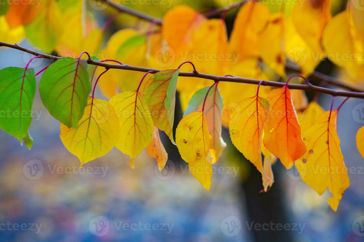 Photo with colorful autumn leaves. Background with magical autumn.