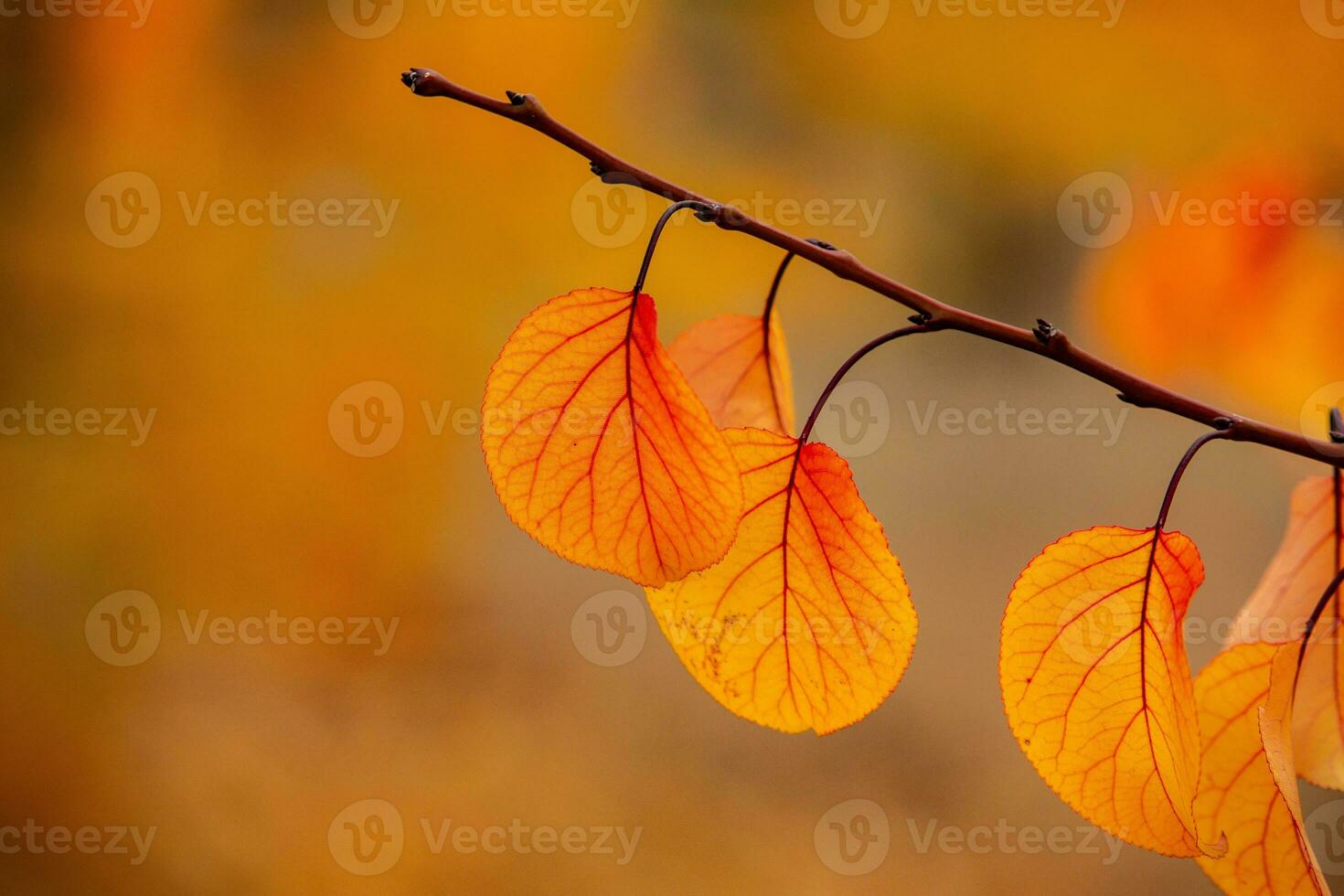 Photo with colorful autumn leaves. Background with magical autumn.