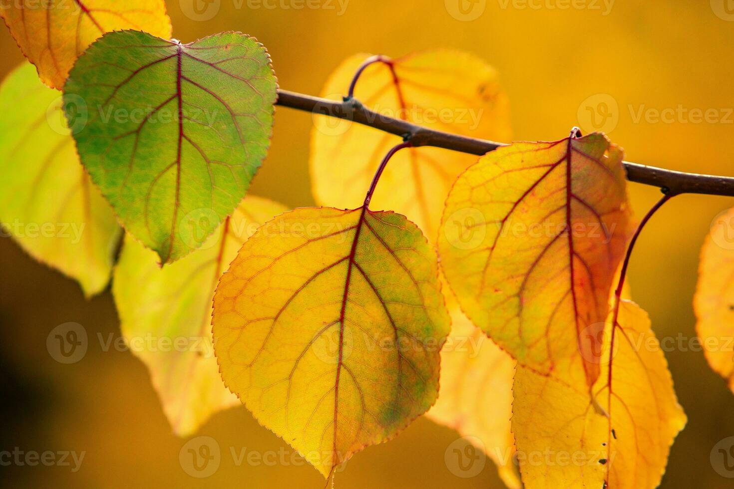 Photo with colorful autumn leaves. Background with magical autumn.