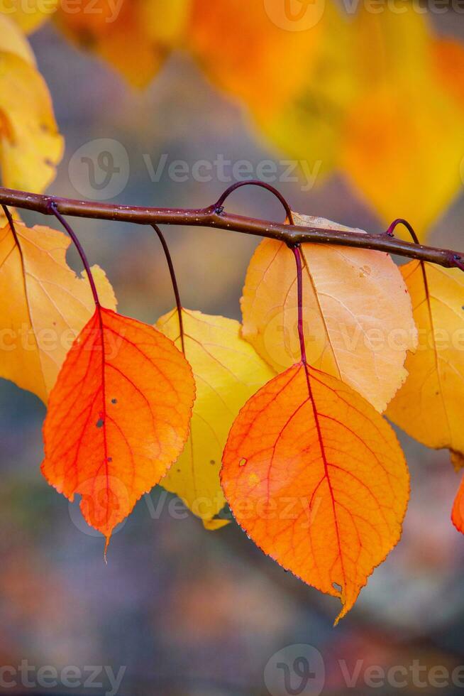 Photo with colorful autumn leaves. Background with magical autumn.