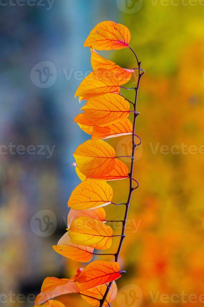 Photo with colorful autumn leaves. Background with magical autumn.