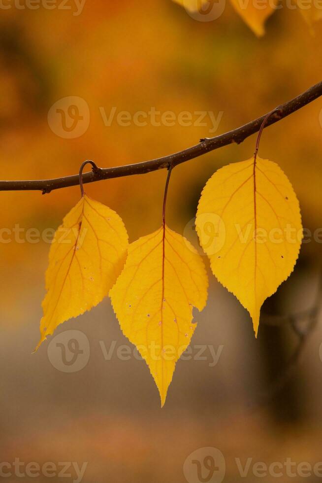 Photo with colorful autumn leaves. Background with magical autumn.
