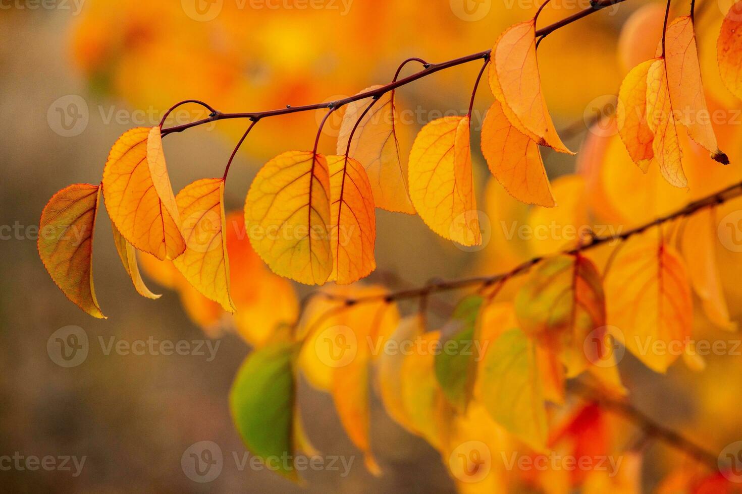 Photo with colorful autumn leaves. Background with magical autumn.