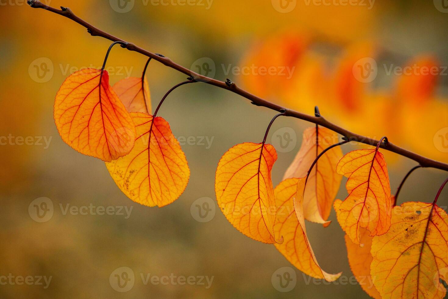Photo with colorful autumn leaves. Background with magical autumn.