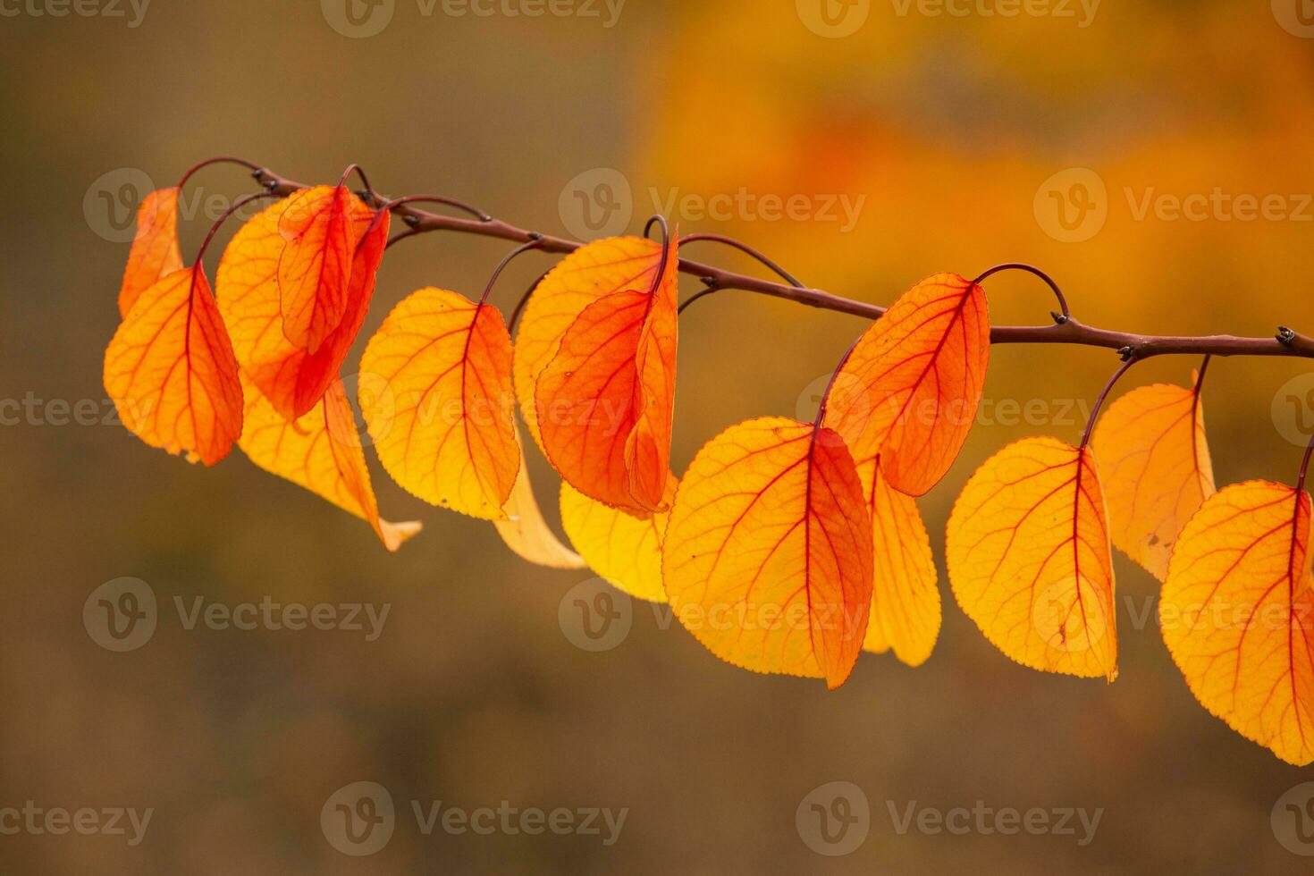Photo with colorful autumn leaves. Background with magical autumn.