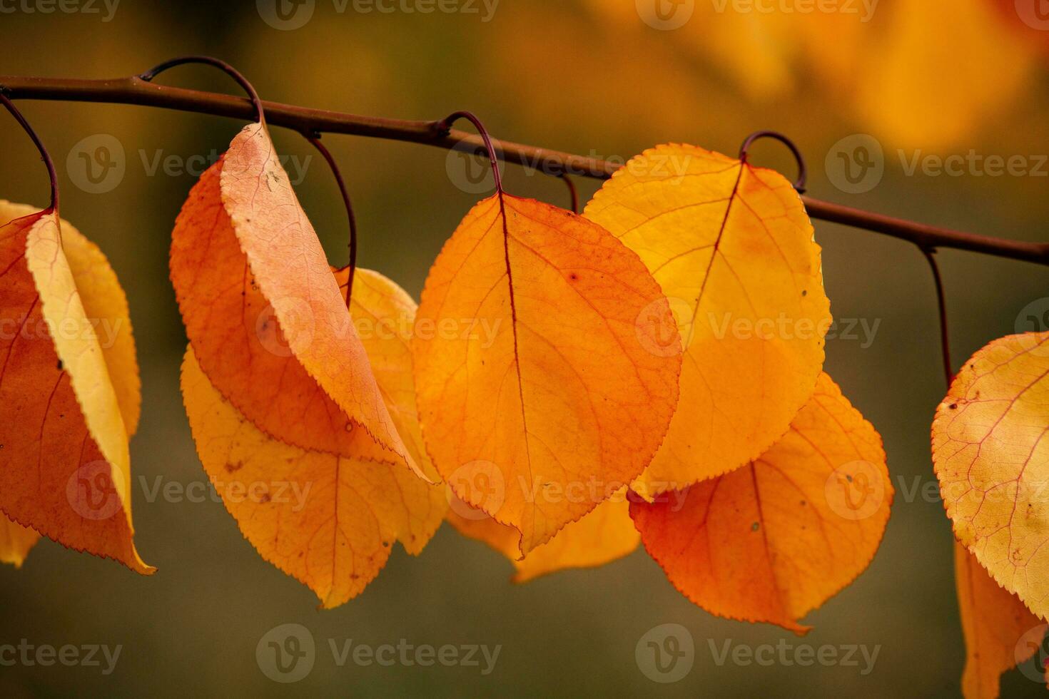 Photo with colorful autumn leaves. Background with magical autumn.