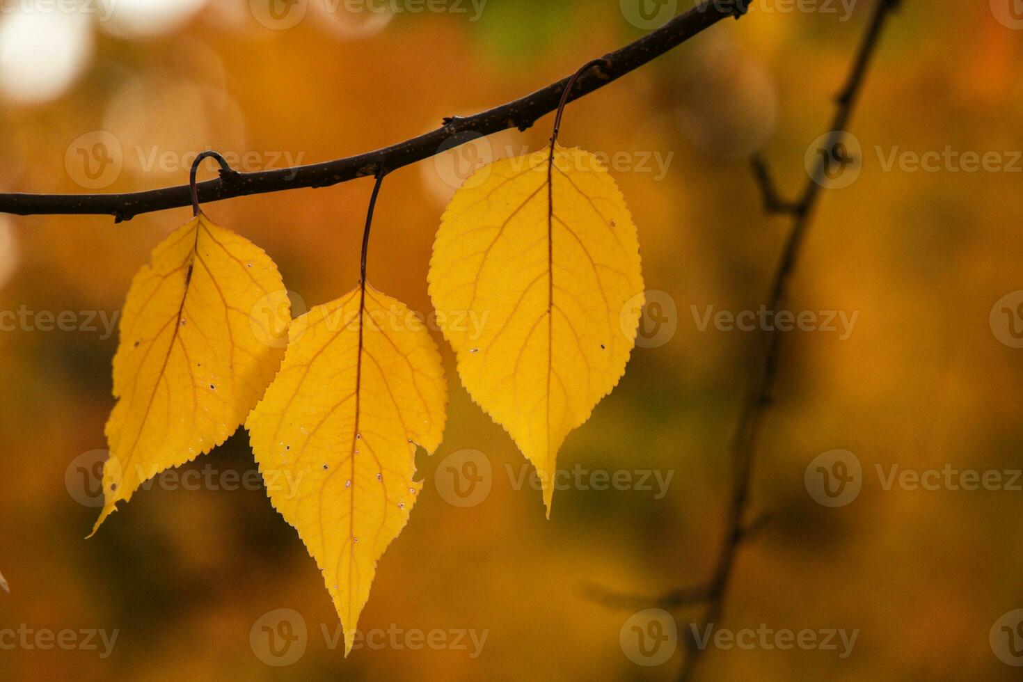 Photo with colorful autumn leaves. Background with magical autumn.