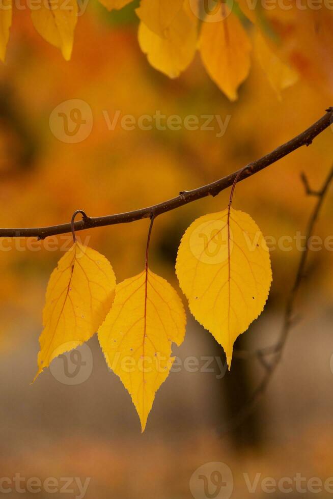 Photo with colorful autumn leaves. Background with magical autumn.
