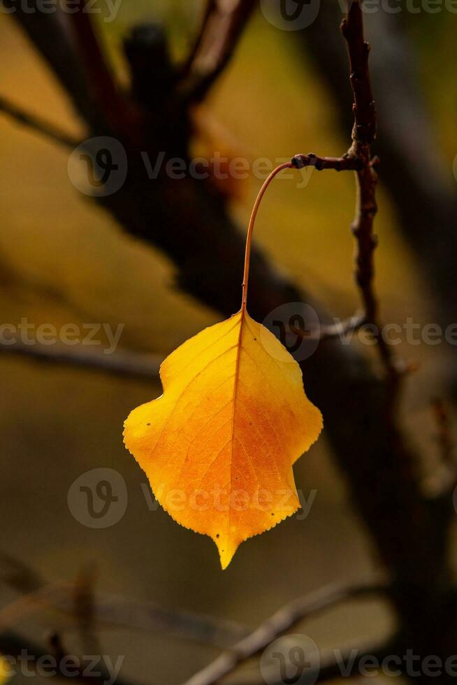 Photo with colorful autumn leaves. Background with magical autumn.