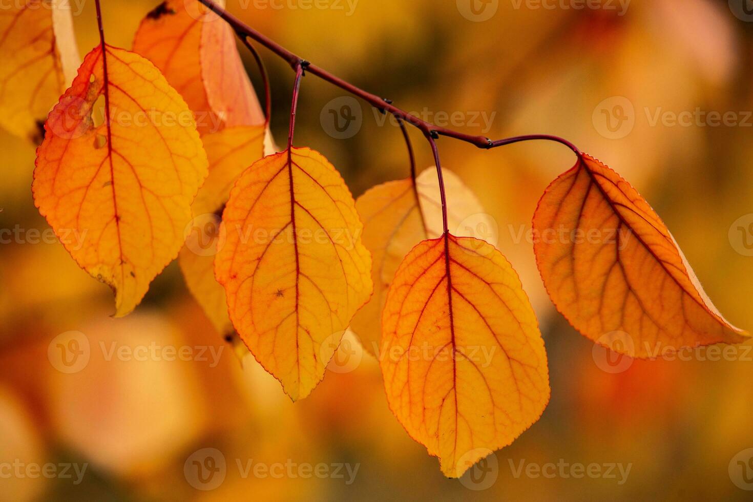 Photo with colorful autumn leaves. Background with magical autumn.