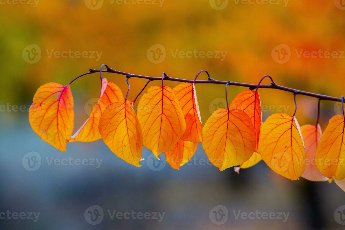 Photo with colorful autumn leaves. Background with magical autumn.