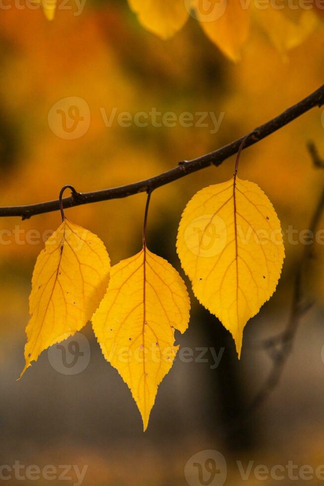 Photo with colorful autumn leaves. Background with magical autumn.