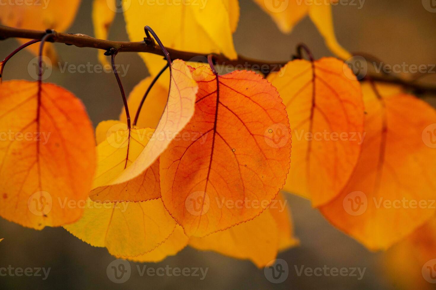 Photo with colorful autumn leaves. Background with magical autumn.
