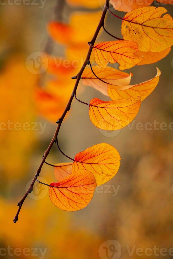 Photo with colorful autumn leaves. Background with magical autumn.