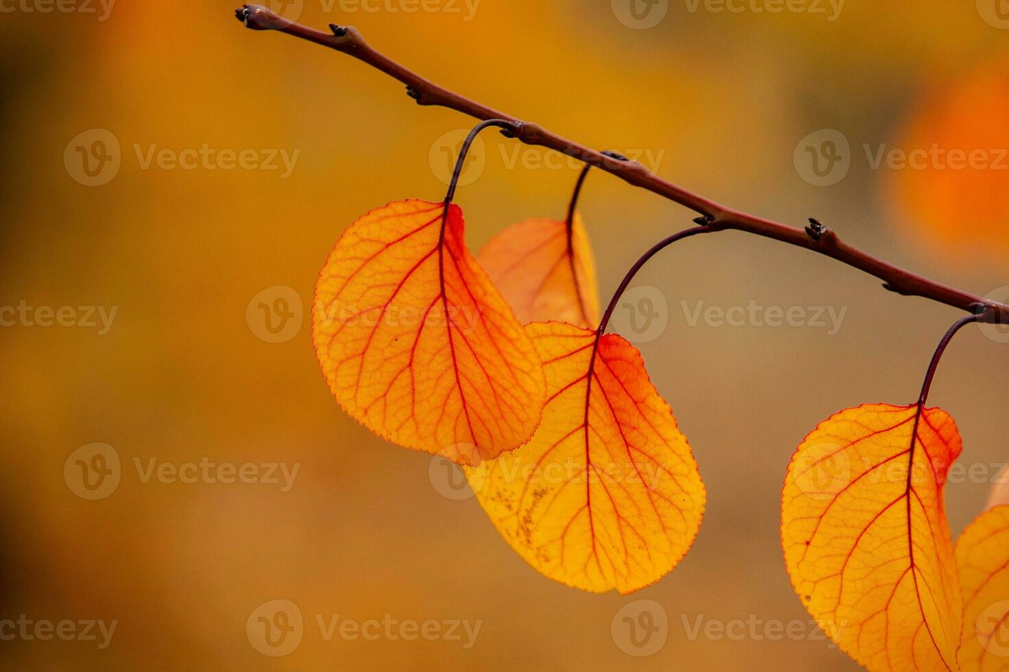 Photo with colorful autumn leaves. Background with magical autumn.