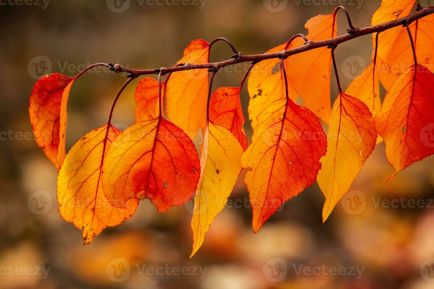 Photo with colorful autumn leaves. Background with magical autumn.
