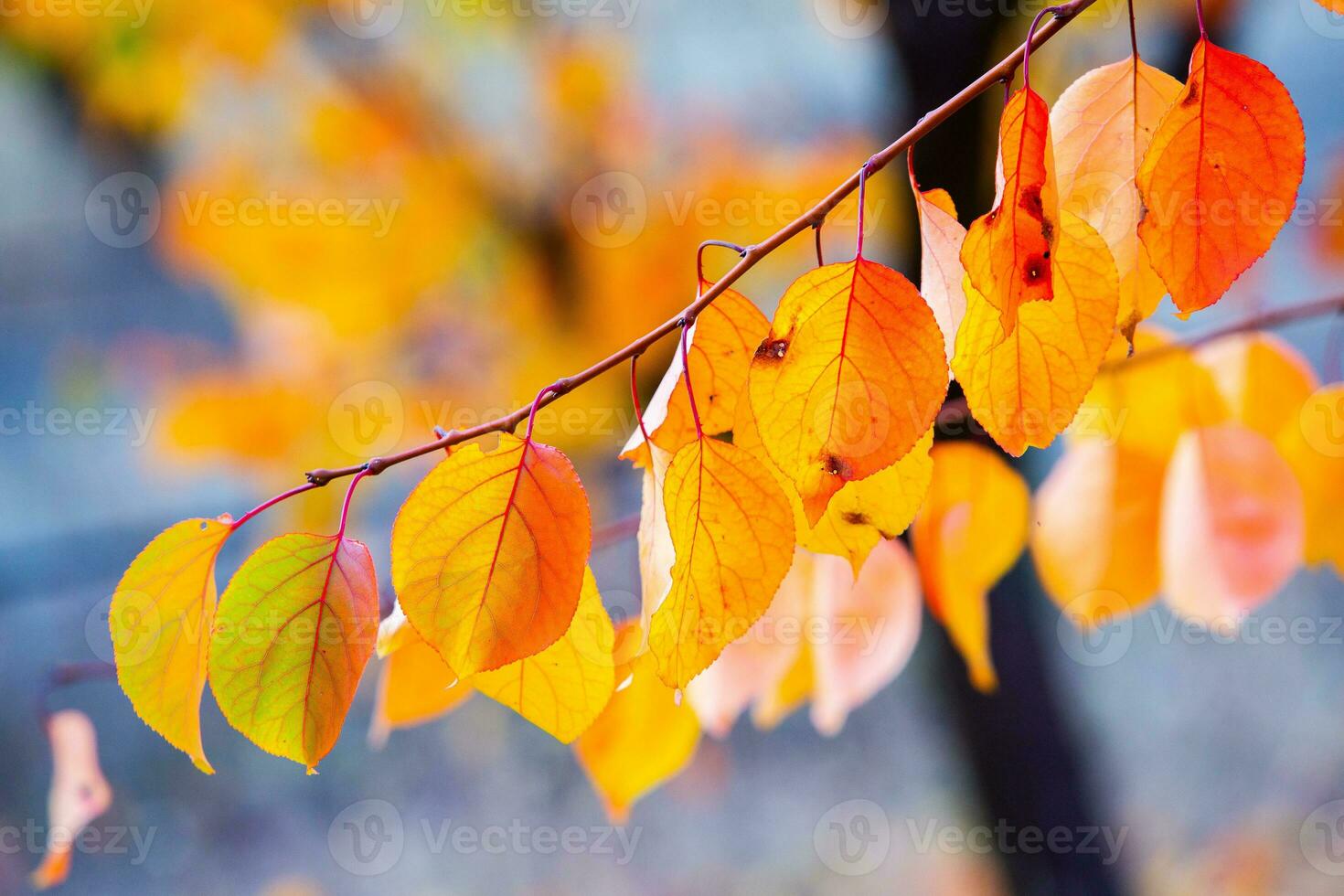 Photo with colorful autumn leaves. Background with magical autumn.