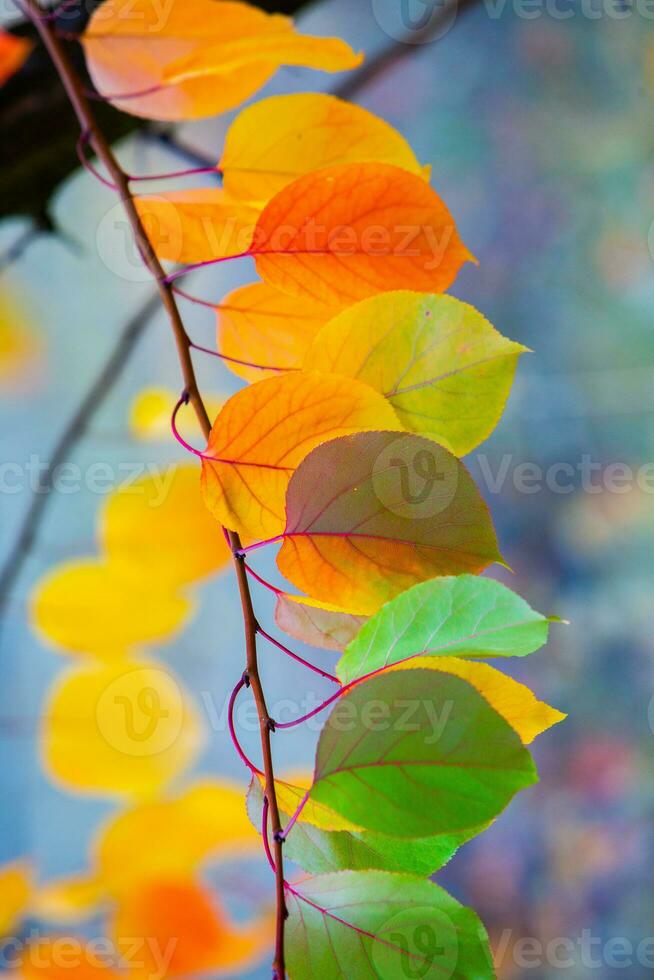 Photo with colorful autumn leaves. Background with magical autumn.