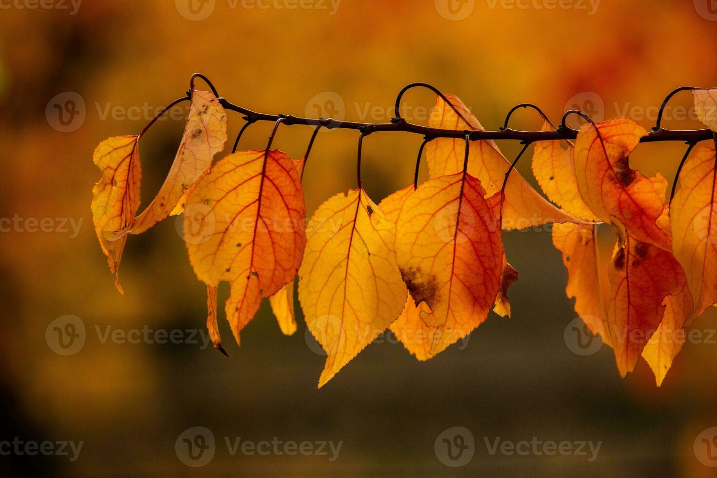 Photo with colorful autumn leaves. Background with magical autumn.