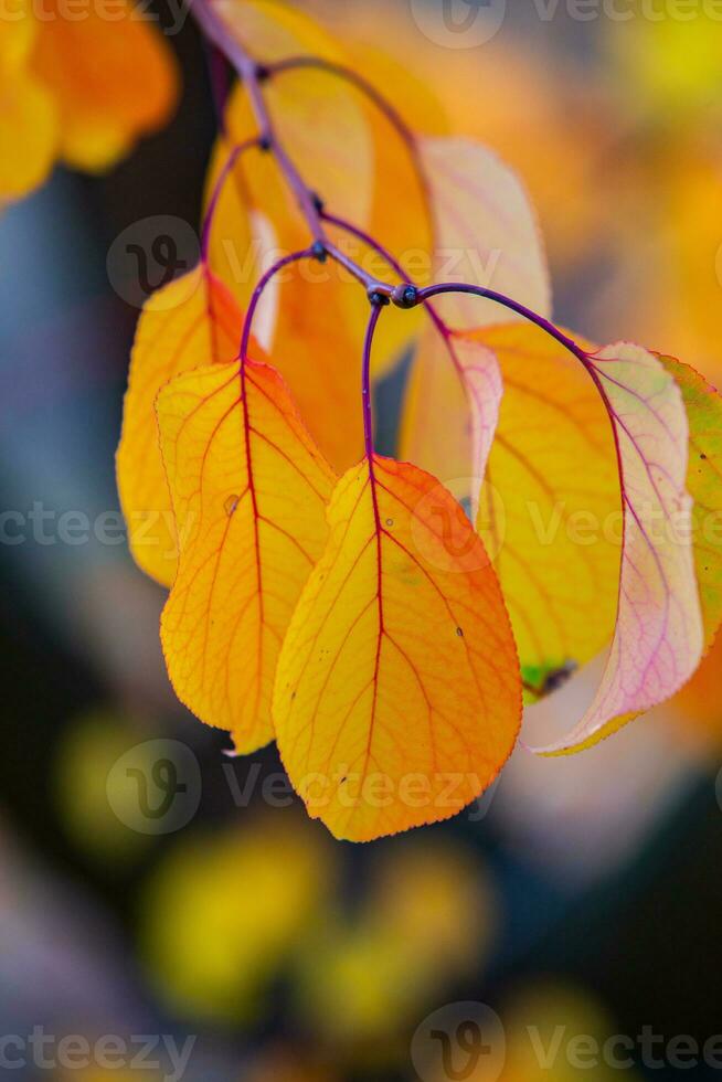 Photo with colorful autumn leaves. Background with magical autumn.