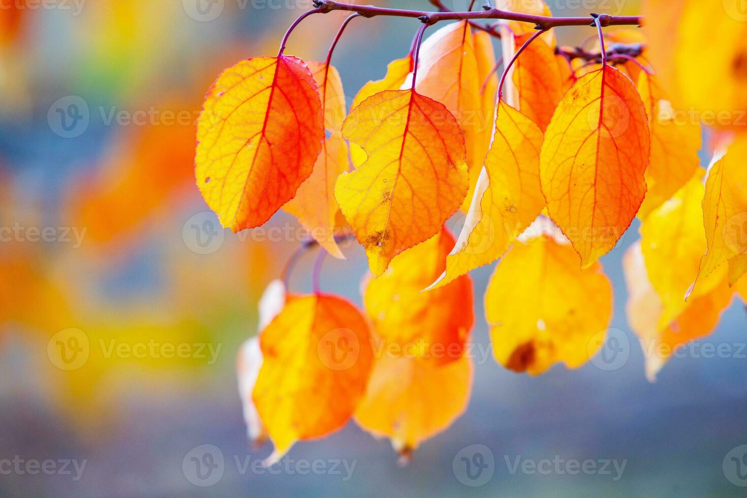 Photo with colorful autumn leaves. Background with magical autumn.