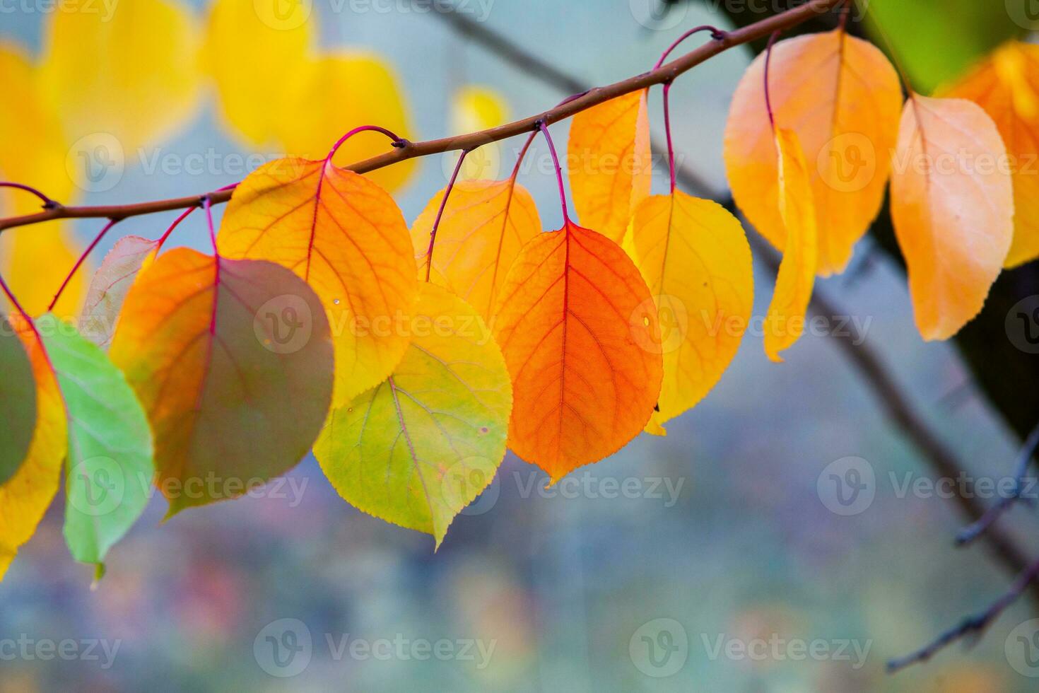 Photo with colorful autumn leaves. Background with magical autumn.