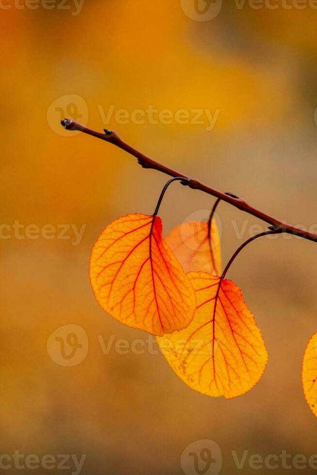 Photo with colorful autumn leaves. Background with magical autumn.