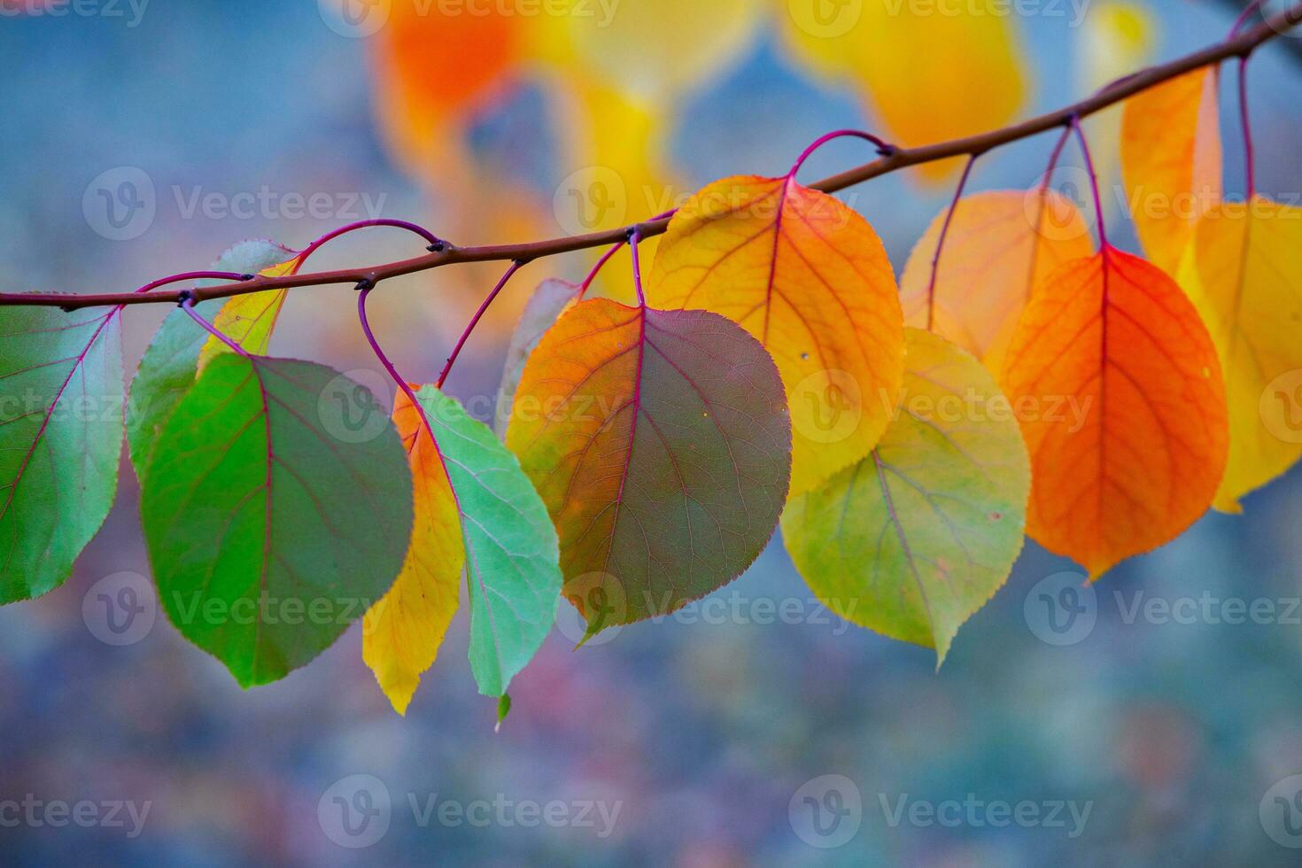 Photo with colorful autumn leaves. Background with magical autumn.