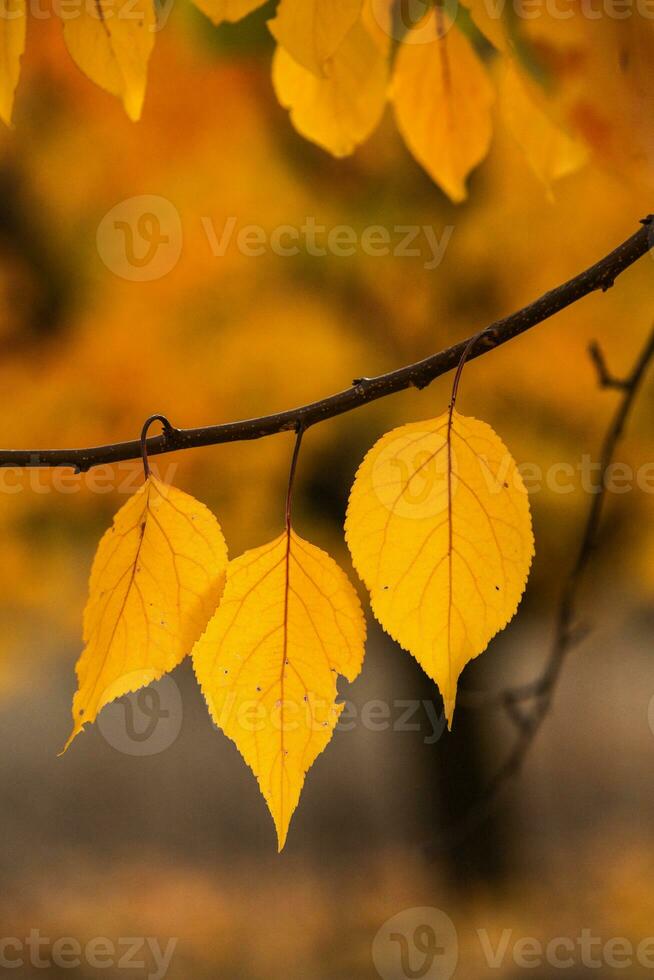 Photo with colorful autumn leaves. Background with magical autumn.