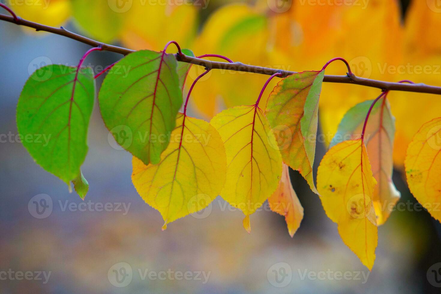 Photo with colorful autumn leaves. Background with magical autumn.