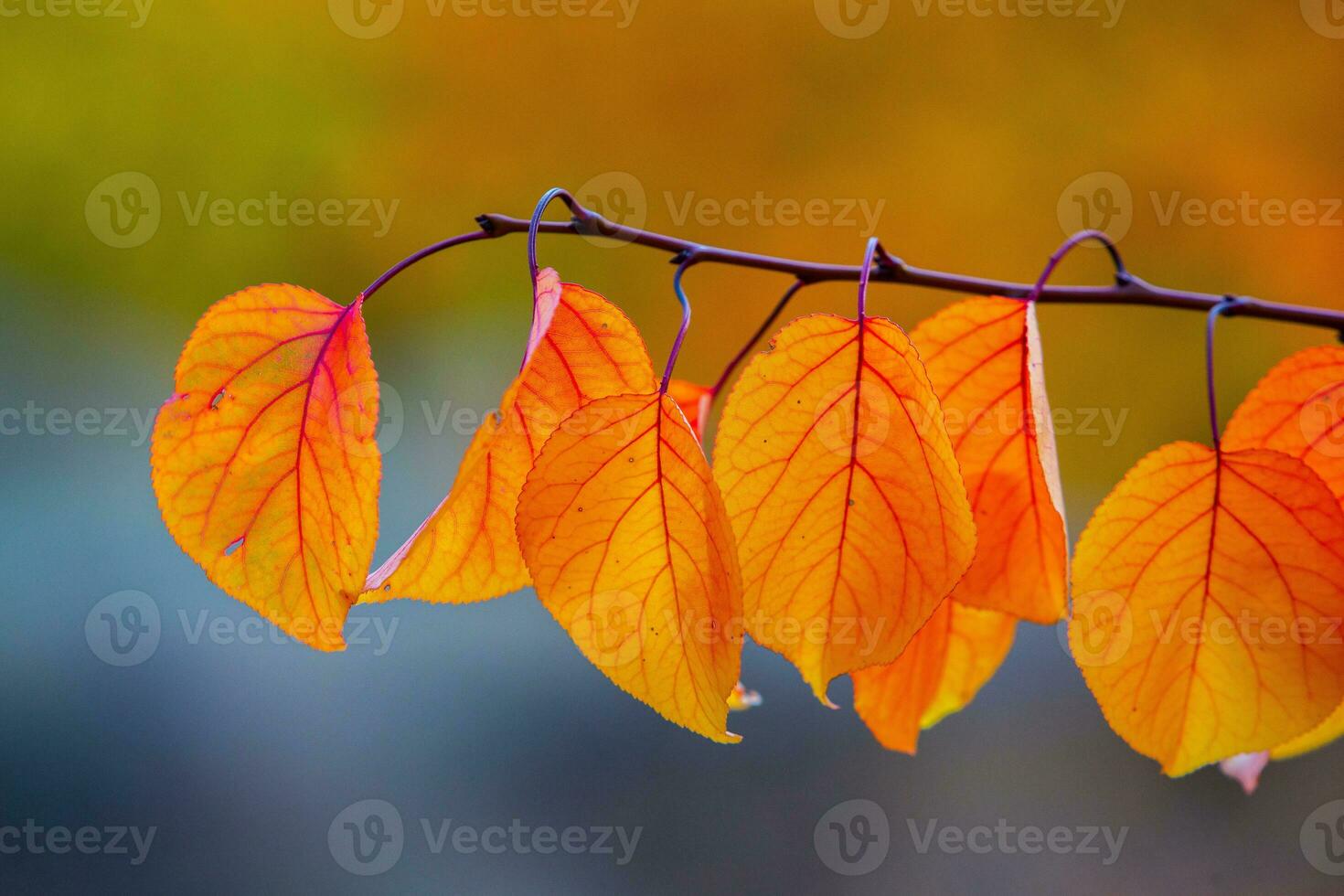 Photo with colorful autumn leaves. Background with magical autumn.